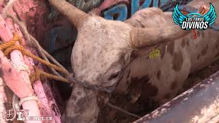 JUGANDO A ESPUELA LIBRE **LOS TOROS DIVINOS EN AJUNO MICHOACAN**
