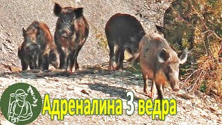 Нарвалась на диких кабанов 3 ведра адреналина на мою голову Встречи с дикими свиньями