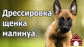 Дрессировка  щенка МАЛИНУА