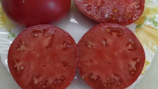 ТОМАТ "ГОВЯДИНА С КУСТА". №322. ДЕГУСТАЦИЯ. 