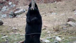 Funny Bear Pole Dancing