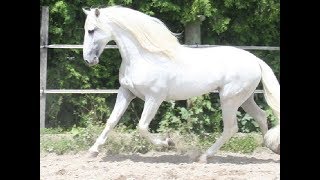 Star Stable online #90 - Покупка обновлённого Андалуза!