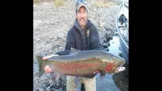 Giant Clearwater River Steelhead