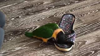 Parrot Caique Martin play vs shoes / Попугай каик Мартин битва с тапком