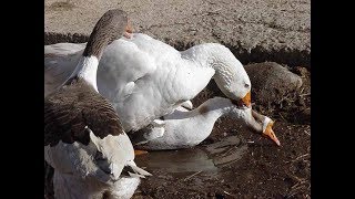 Хитрые вороны\\ Как правильно ЭТО делать(спаривание) ГУСИ ПОКАЖУТ =) ТЕПЛИЦА