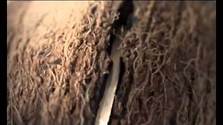 Реклама Баунти "Райское Наслаждение" Bounty Commercial 2011