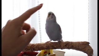 ИГРАЮ С ТОШЕЙ//НОВЫЕ ВИДЕО ПРО ТОШУ С ЛАЙМОЙ