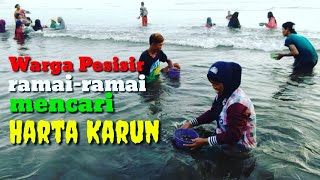 Heboh...!!! Ratusan Warga Pesisir Ramai-ramai Berburu Kerang Di Pantai Selatan