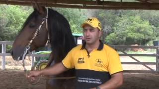 Adestrador de Cavalos