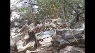 طير الصبا  - الحجل الرملي في جبال الرستاق - Sand Partridge