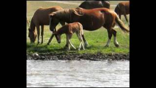 Жизнь лошадей (Life of horses)