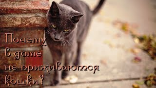 В доме не приживаются кошки. Почему?