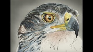 Николаевские голуби.Pigeon. Ястреб - тетеревятник . Accipiter gentilis.