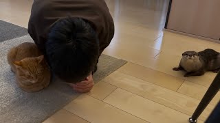 カワウソさくら カワウソに猫の座り方をさせてみたかった Owner who teache otter how to sit a cat