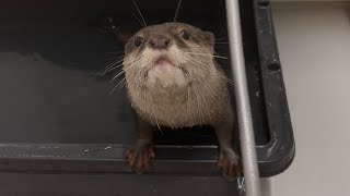 カワウソさくら お風呂場で遊んでいたらつい癖が出てしまったカワウソ otter who had a habit in the bathroom