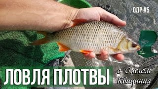 Ловля плотвы летом : ОДР #5