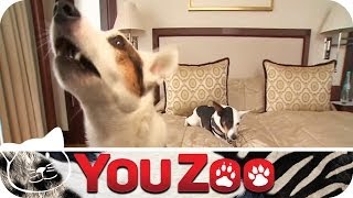 Hundehotel im Test I Urlaub für den Hund I Hundeurlaub