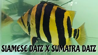RARE SIAMESE TIGERFISH X SUMATRA DATZ (DATNIODES)