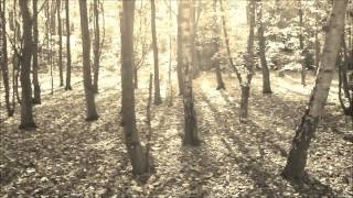 Mar de copas - Entre los árboles