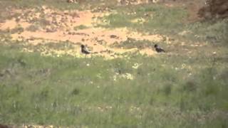 25 06 100 gn bal tp 3430 fps 218yds vs CROW