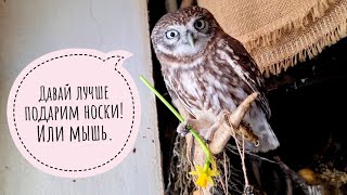 Сыч Лучик - генеральная репетиция. У совы что-то идёт не так