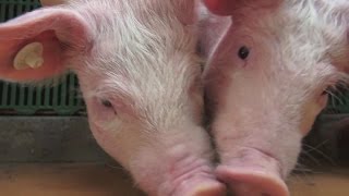 Looking to Replace Antibiotics in Livestock Feed