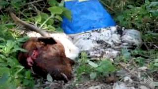 !!SLAUGHTERHOUSES IN THE SHADOWS!!
