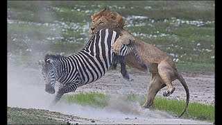 Дикая Природа - фильм о животных Африки (BBC)