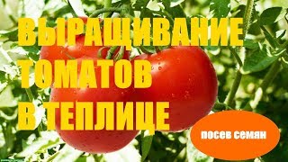 Выращивание томатов (посев семян в кассеты)