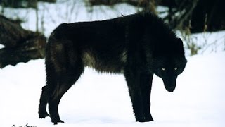 New Documentaries 2019 ,, Story '' BLACK WOLF /Documentary/ HQ