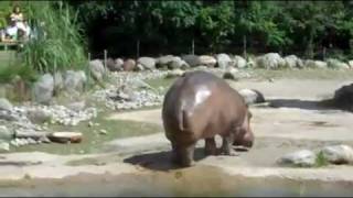 Hippo Farting after taco bell