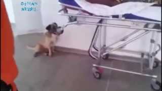 - Loyal dog follows his owner in ambulance all the way to hospital -