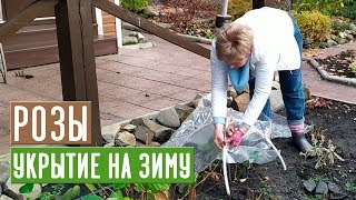 УКРЫТИЕ РОЗ НА ЗИМУ ? Просто и эффективно / Садовый гид