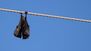 Baby bat stranded on power lines. Pavarotti's story.