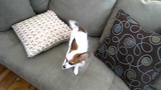 Pappillon Puppy - Zoe - Drying Off