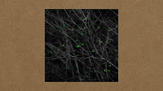 Mrsch - Come