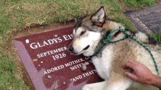 Dog Cries Over Owner
