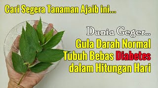KABAR GEMBIRA... SEBELUM TERLAMBAT, SEMBUHHKAN DIABETES DENGAN DAUN-DAUNAN INI