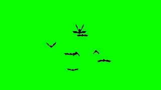 ФУТАЖИ ДЛЯ ВИДЕО Bats Crowded летучие мыши  футаж Halloween Хэллоуин на хромакей