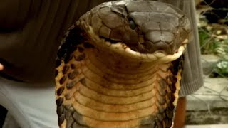 For $50,000, He Captures the World's Largest Snake