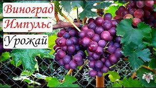 Виноград Импульс. Урожай и особенности сорта
