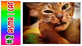 #2 ASMR CAT | АСМР КОТ