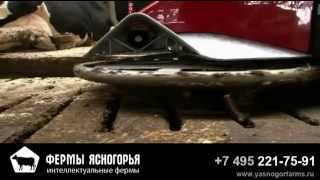 Робот для уборки коровника Lely Discovery - Фермы Ясногорья