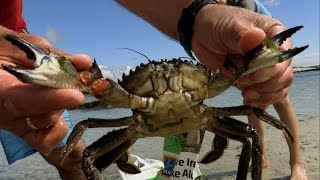 Catching big shore crabs with bare hands, noodling. Ловля крабов голыми руками.