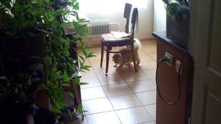 cat vs laser pointer part2