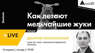Лекция Дмитрия Коломенского "Как летают мельчайшие жуки" в рамках проекта "Сколтех в Архэ"