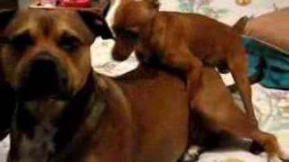 Princess the Pit Bull & Toby the Min Pin...