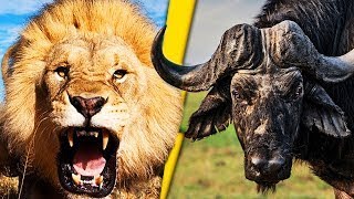 Топ 10 отчаянных поединков Львов и Буйволов.Top 10 desperate fights of Lions and Buffalos in Africa.