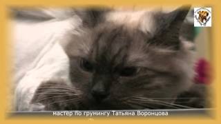 THOR - Как стричь кошку? Невская Маскарадная Кошка - креативный груминг