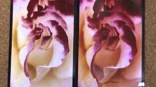 ＤＰＥ富士高画質写真  薔薇真紅の花芯